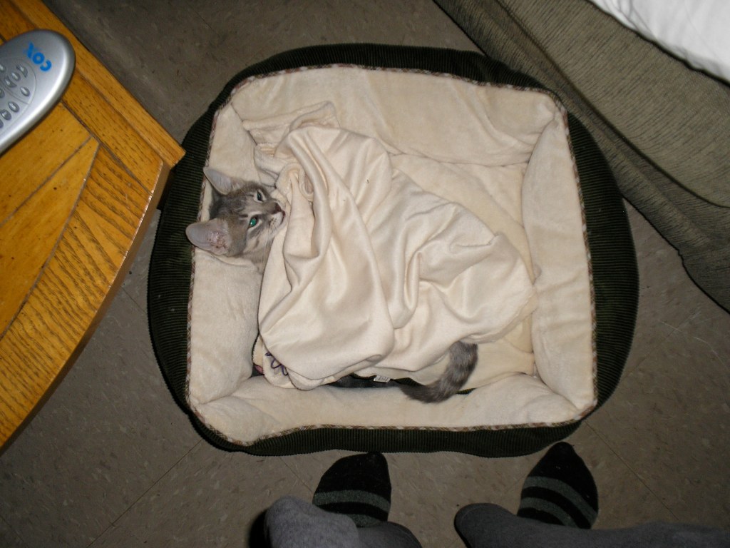 kitten in cat bed under blanket