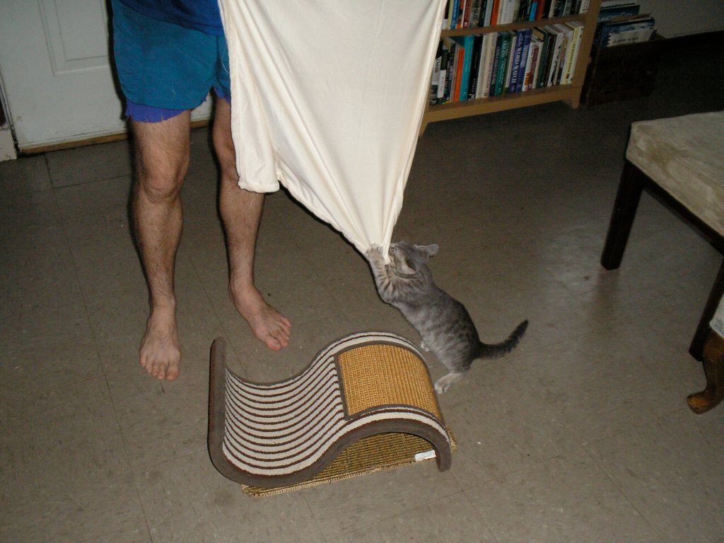 kitten pulling on corner of blanket