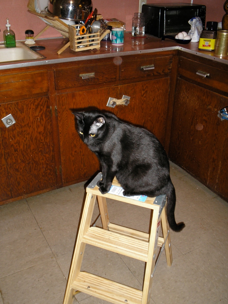 cat on ladder