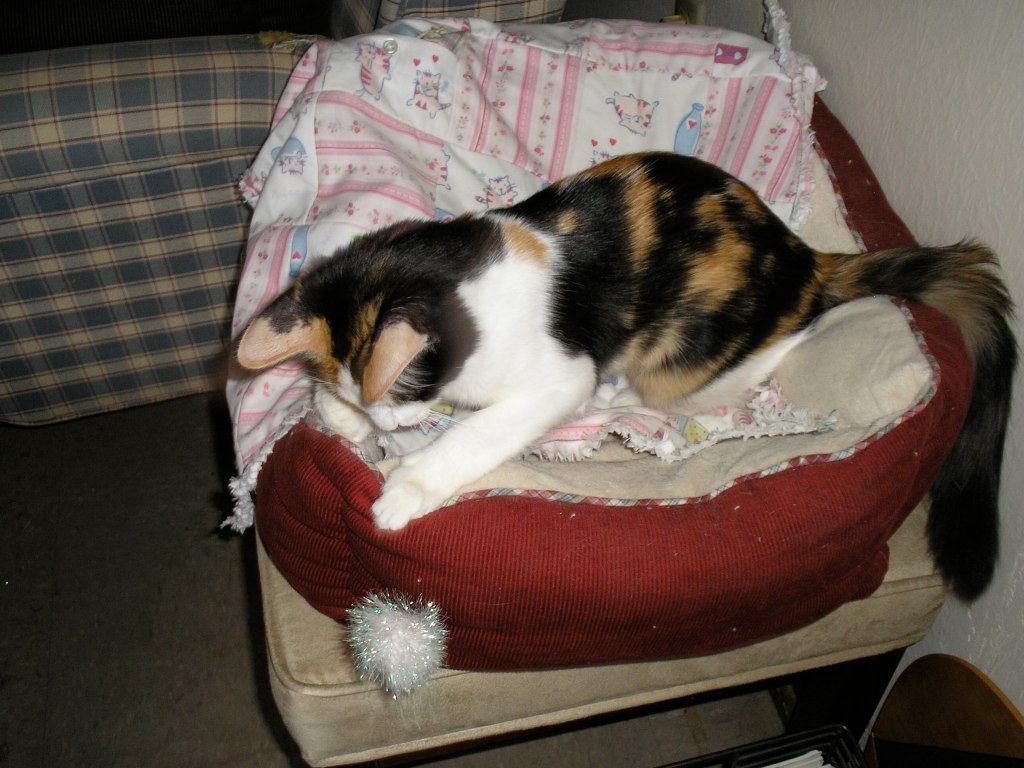 kitten in cat bed with new quilt